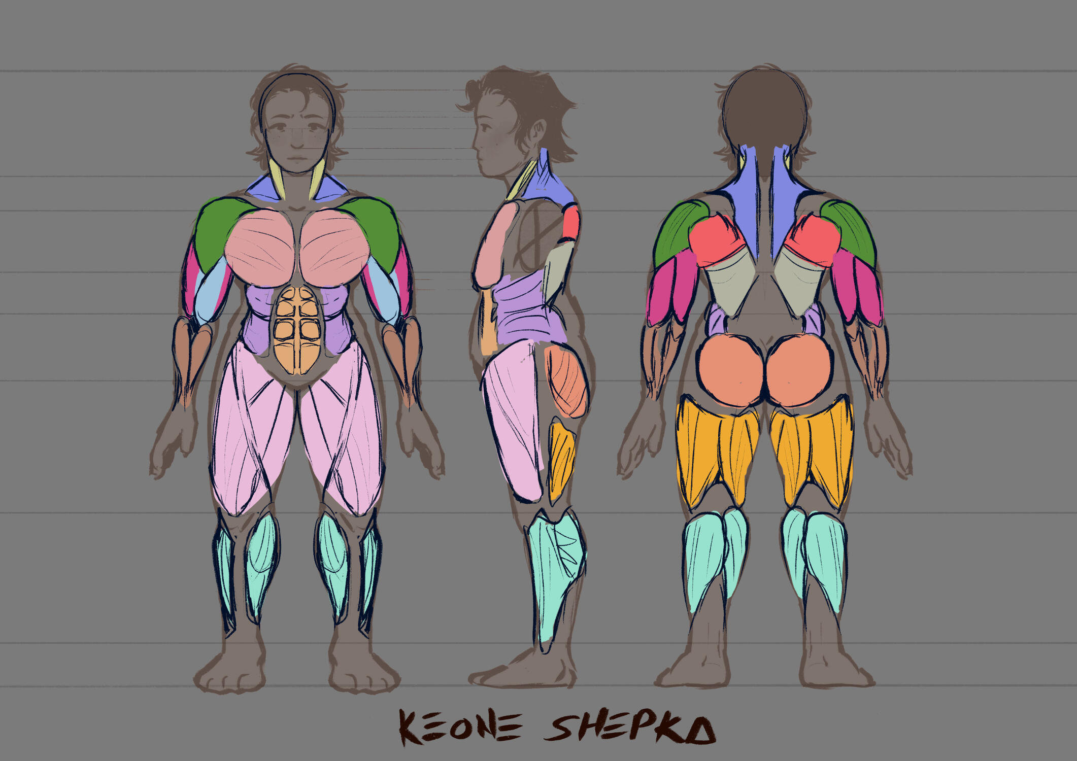 keone anatomy chart